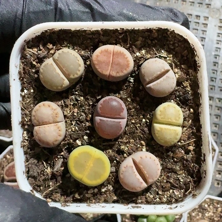生石花1111。 581
