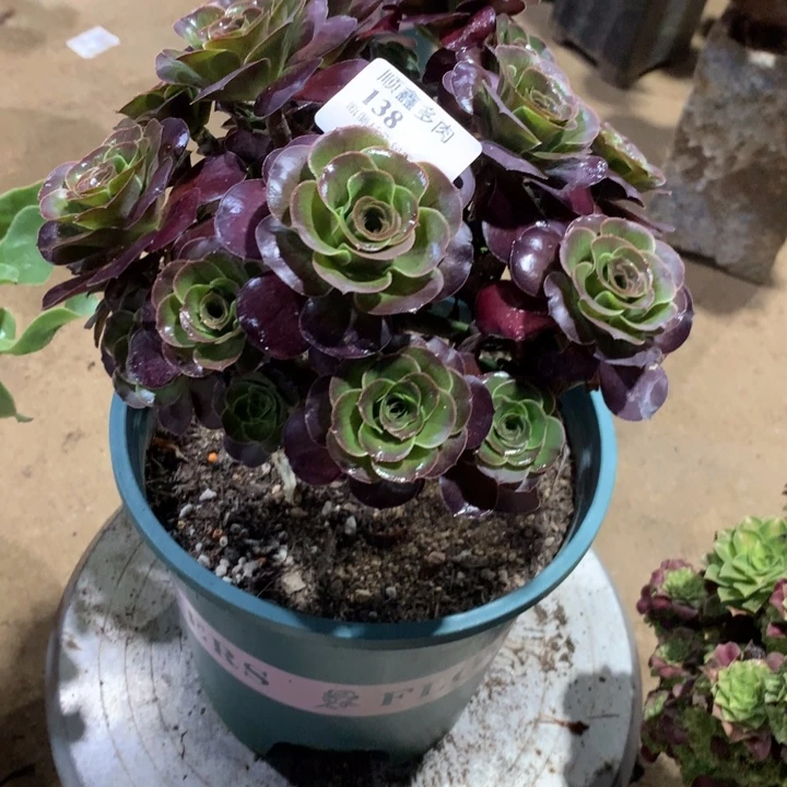138玫瑰多肉植物特价
