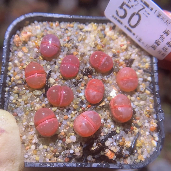 精品生石花27.50