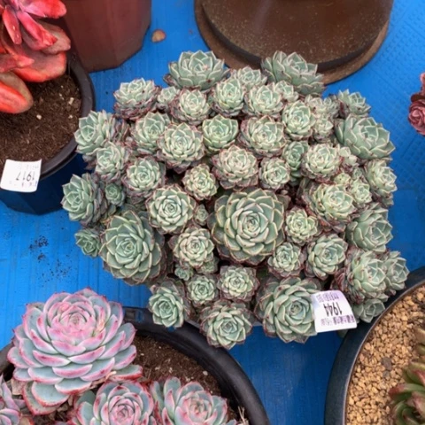 笑***颜1944沙罗姬多肉