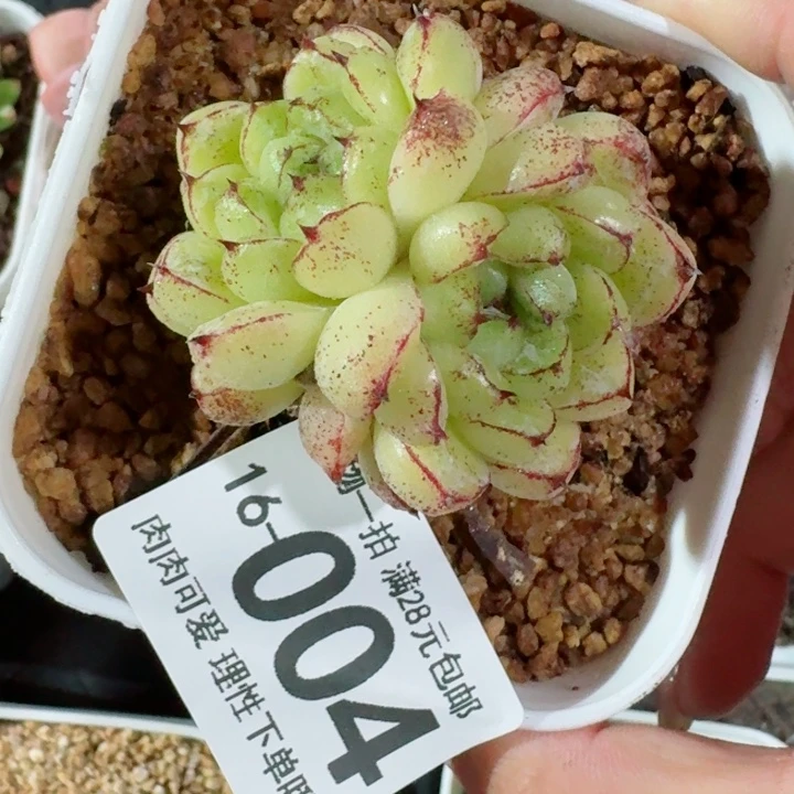 赤水晶多肉无盆土发货多