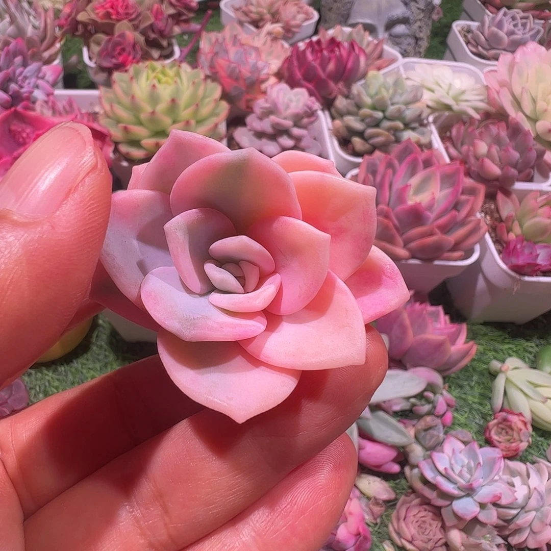 橘***兮多肉植物多肉植物