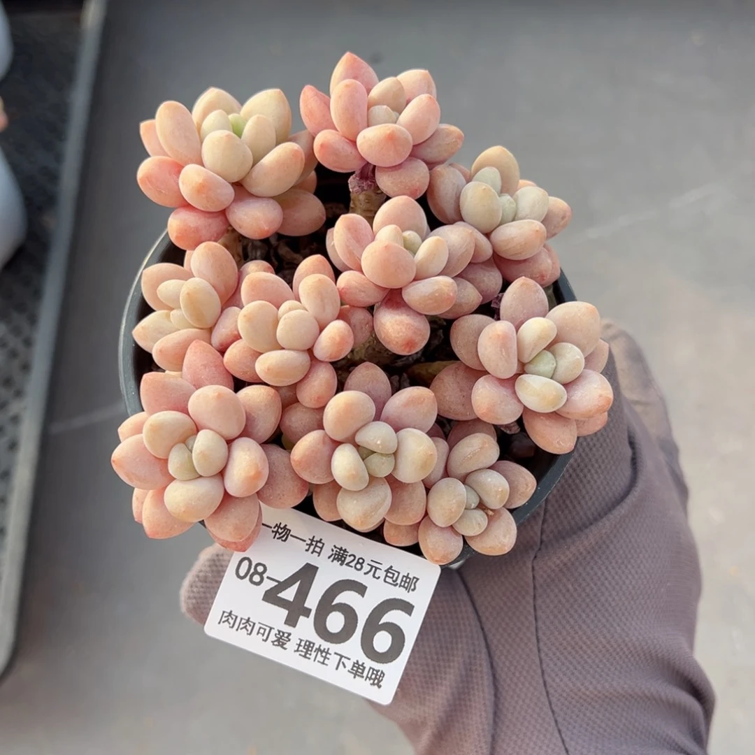 鱼子酱多肉多肉多肉