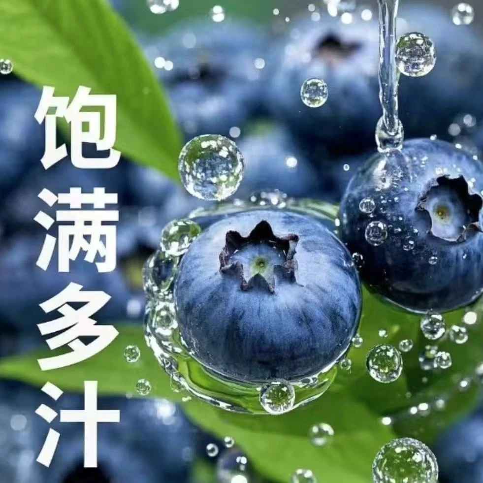 花香蓝莓大果特果 花香新鲜蓝莓