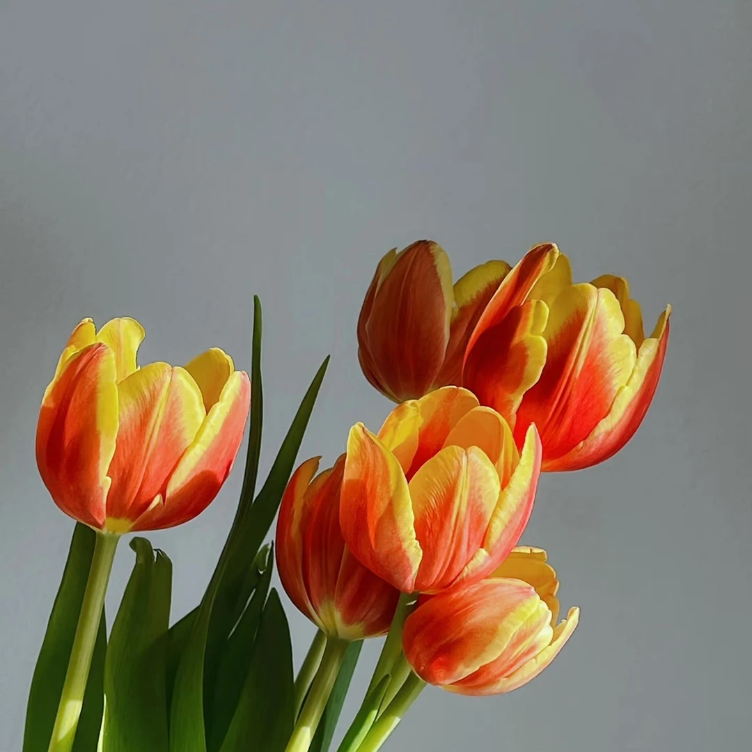 （丹麦郁金香）东北鲜花基地发货顺丰包邮养护干净花束办公室浪漫