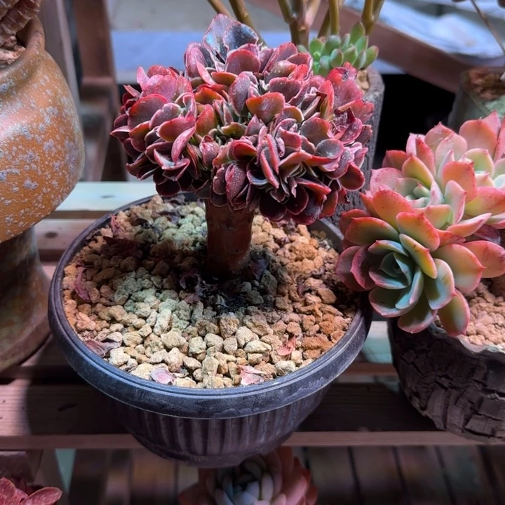 红酒玫瑰shiganyanjiu