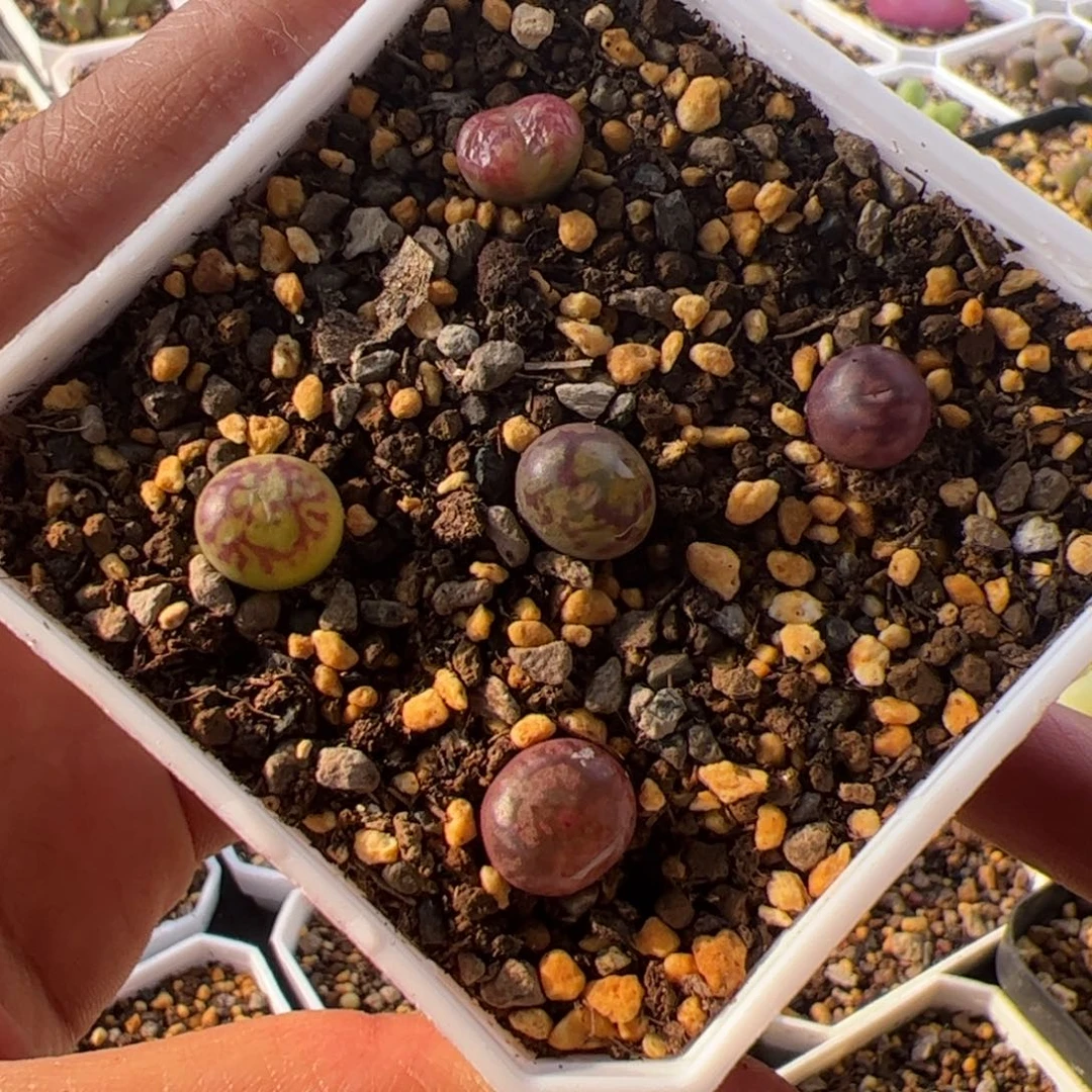 11.26二代毛杂多肉植物63