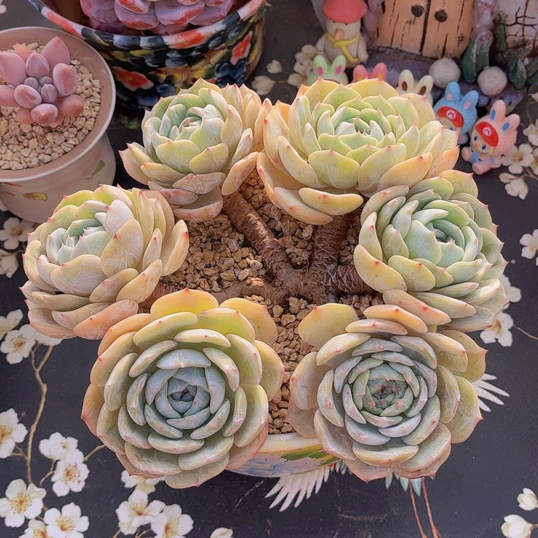 韩版劳林老桩多肉