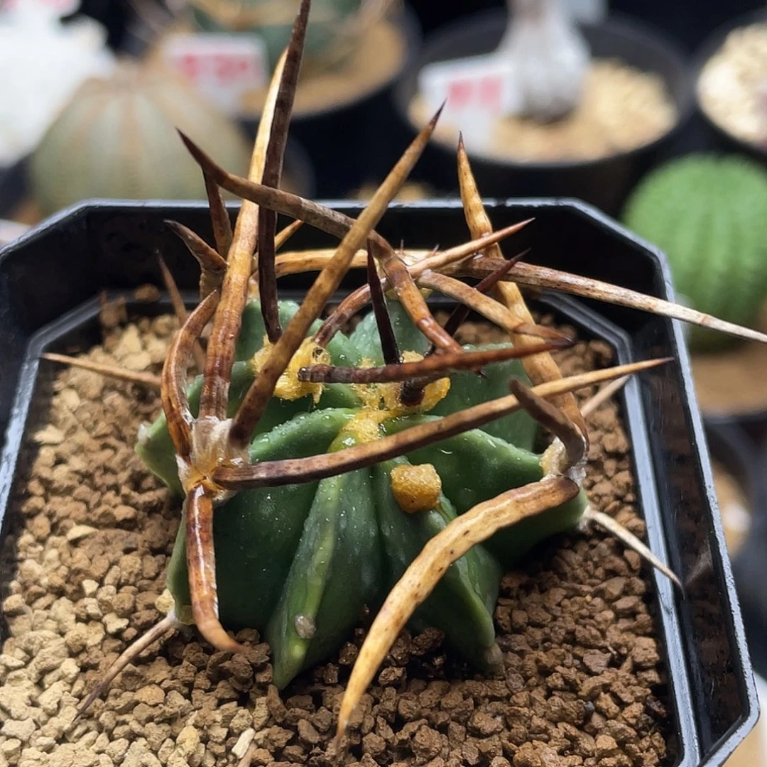 实生狂刺水牛角大凤玉仙人球