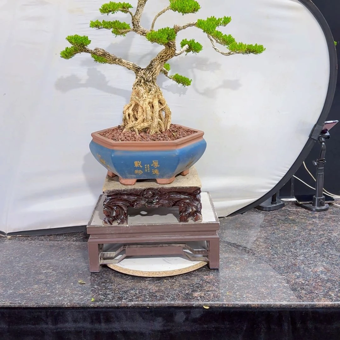 当前无花朵，栽培后可花朵