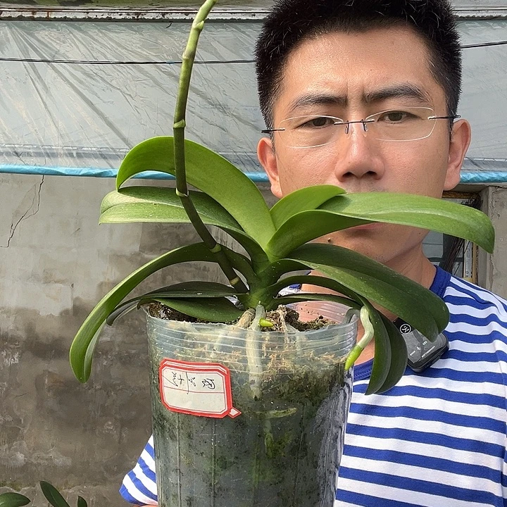 雷***成完全开放欧洲兰4.5杯