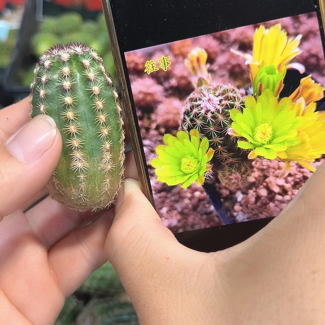 青花虾侧芽一颗往事