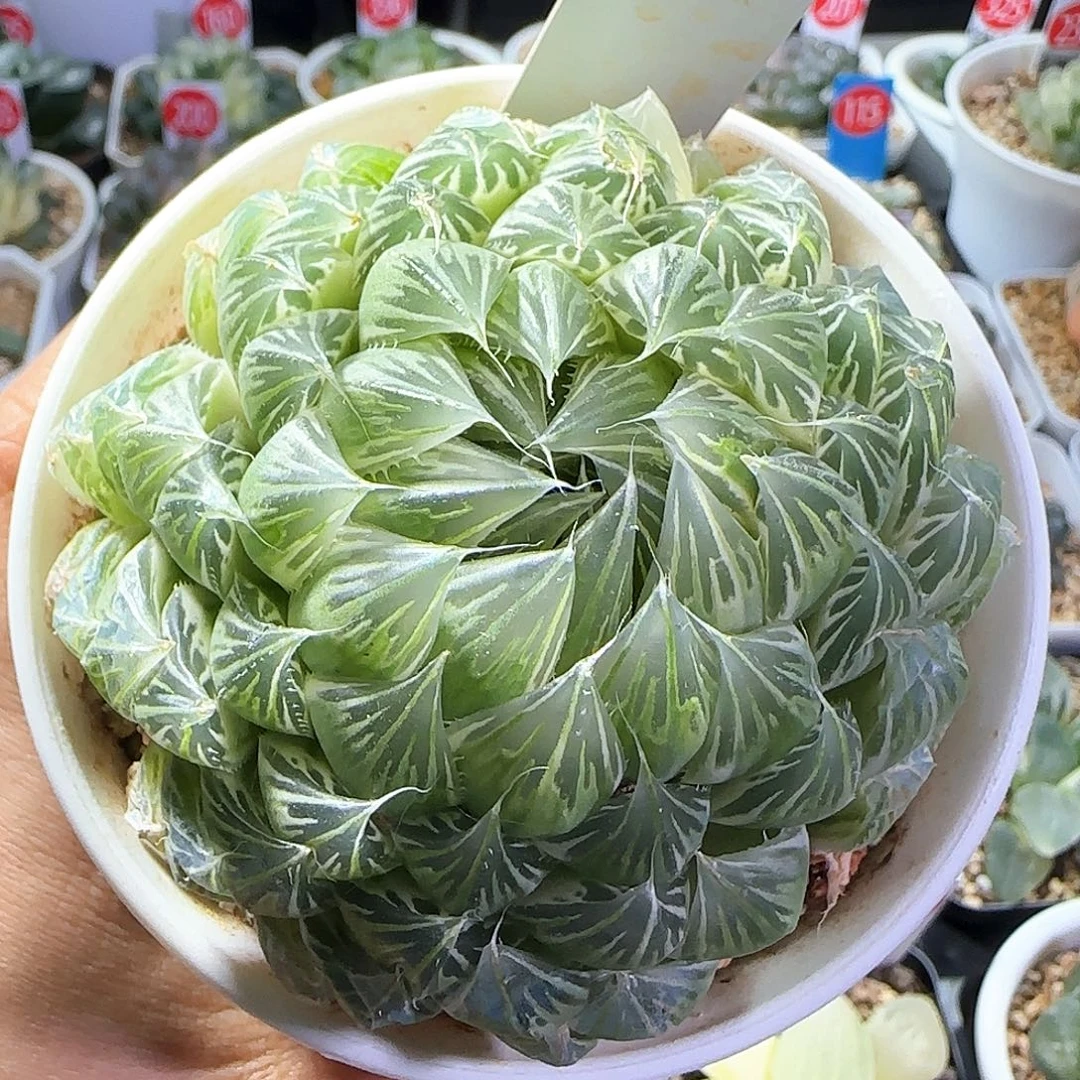 328号糊斑花蝴蝶一物一拍带盆土