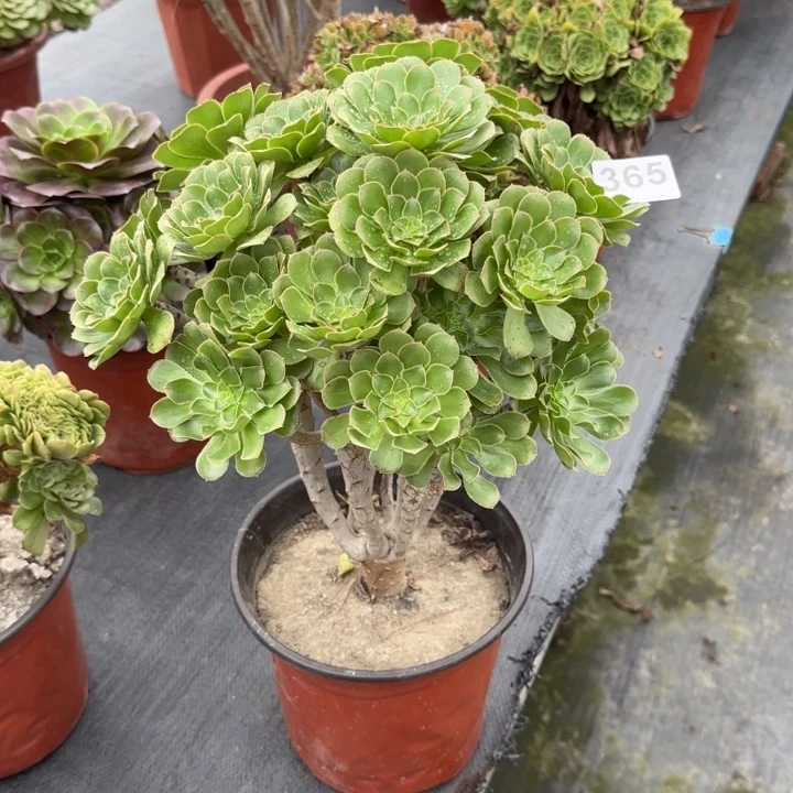 @***绪多肉植物等多种365