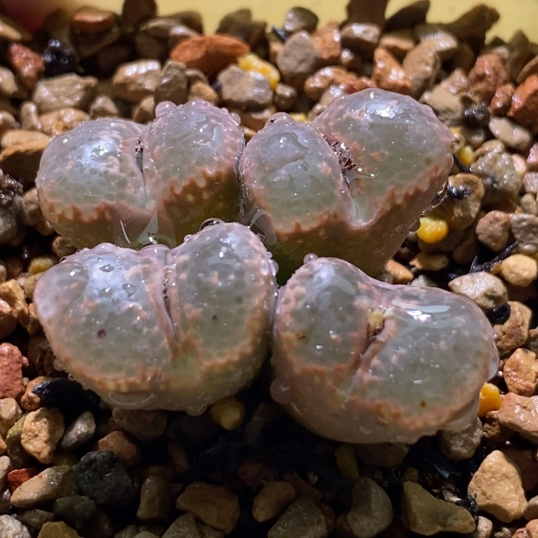 好看好看江南1443.252