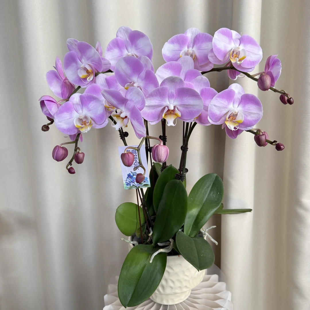 【明星】蝴蝶兰 带花带花苞 好养花期长基地直发