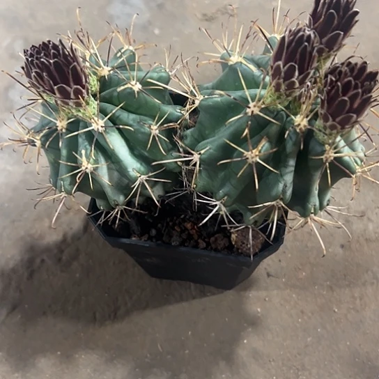 梅*酒实生黑罗萨456788