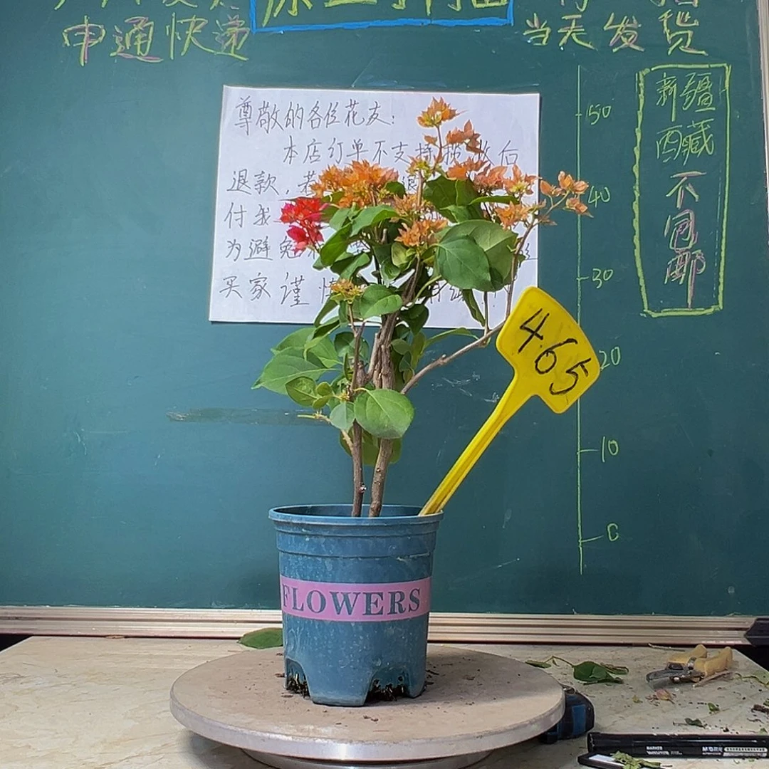当前无花栽培后可以开花重瓣橙重瓣红同株465