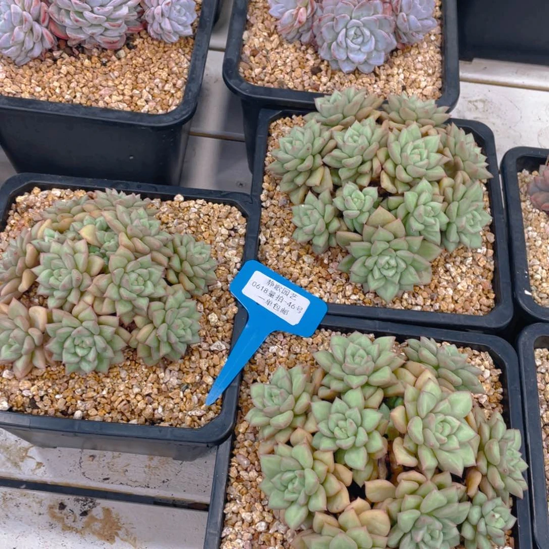 0618-46-母本大群黄金象牙一颗量拍