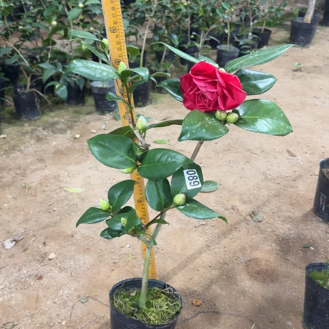 少量花朵（建议范围：2朵-5朵 或40%以下）089纯青贝