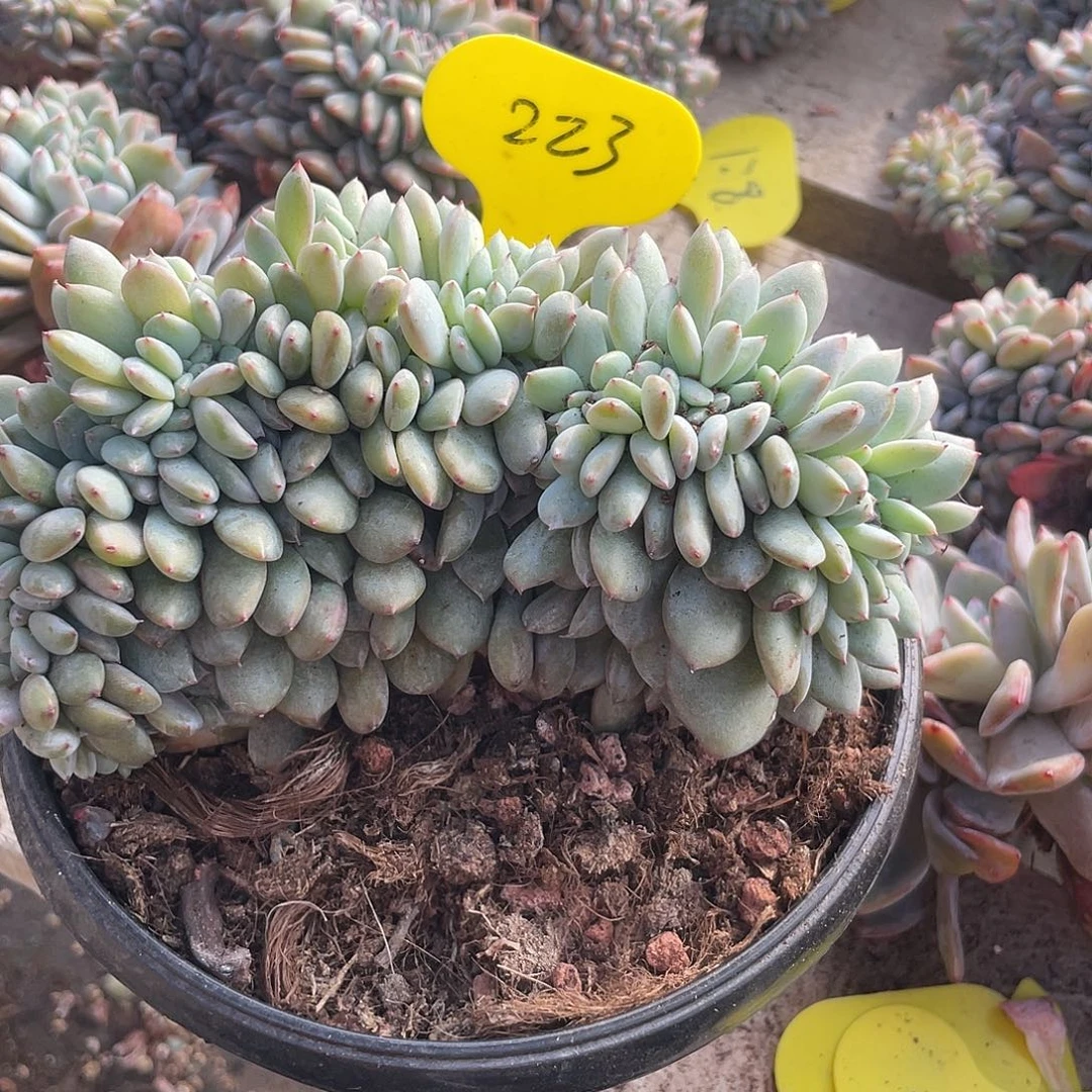 石榴子星影缀化底切223