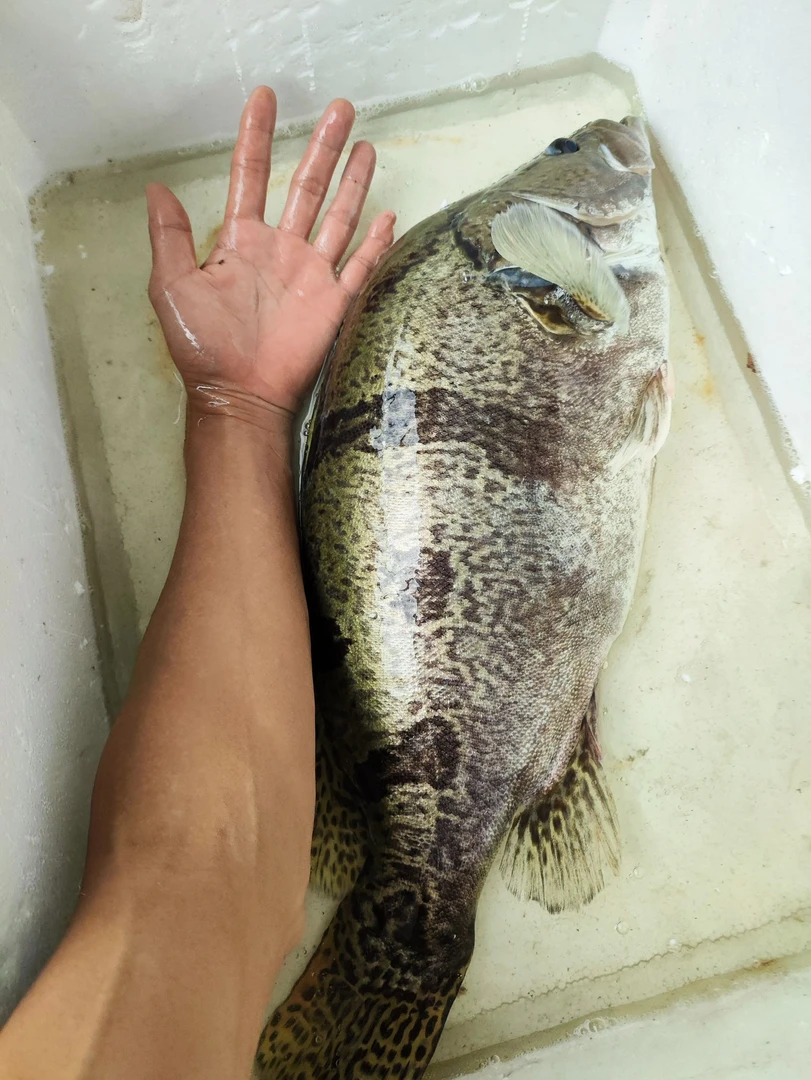 桂花鱼鳜鱼 包邮 广州发货