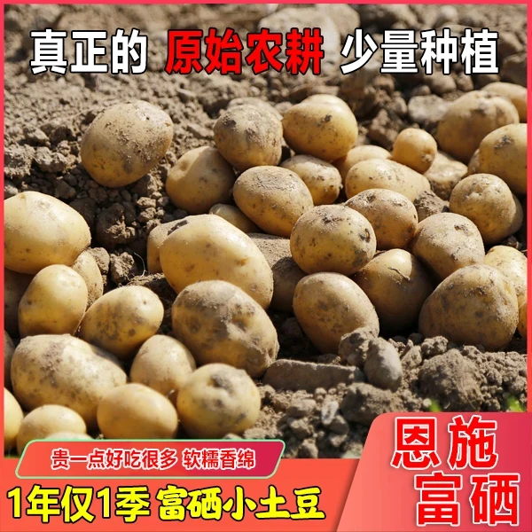 新鲜农家现挖恩施自种富硒小土豆黄心土豆迷你马铃薯洋芋5斤装