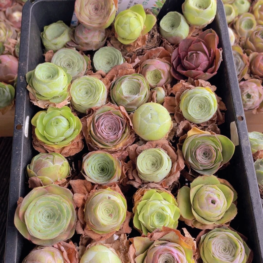 保底三十颗量拍88888