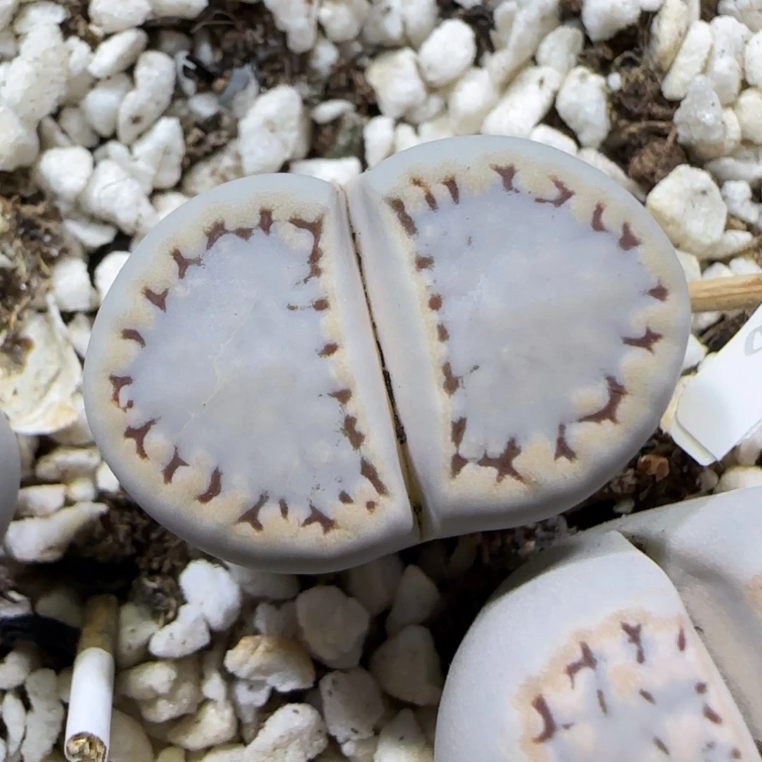 12.8.1621.6糖霜饼干.9002尺寸2.5cm