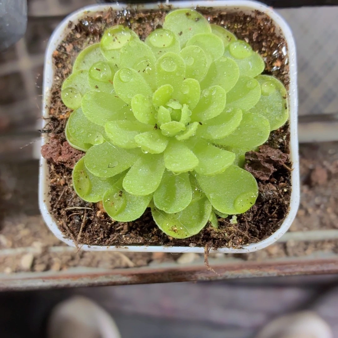捕虫瑾多肉9.9包邮发货