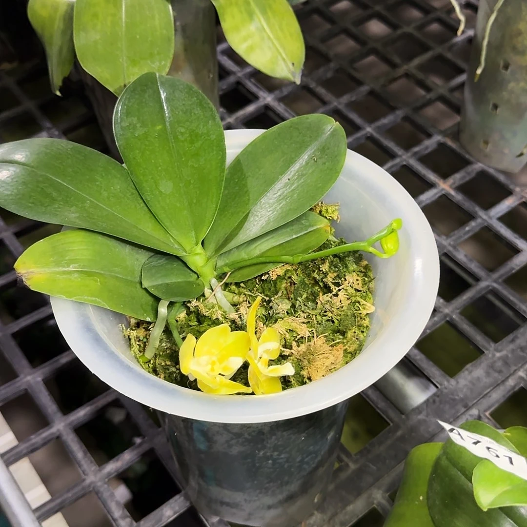 完全开放C543黄花