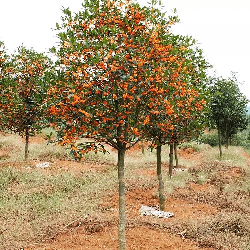 桂花树苗地栽盆栽大型四季庭院浓香常青植物景金桂丹桂卉室内盆栽