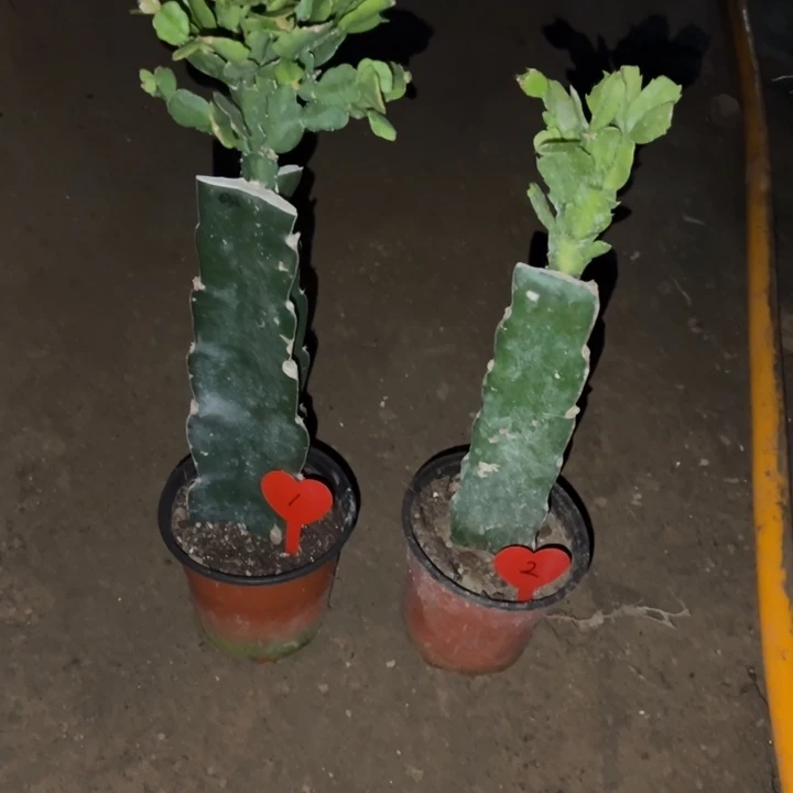 游***客当前无花栽培后可以开花032  1  荷花仙子2