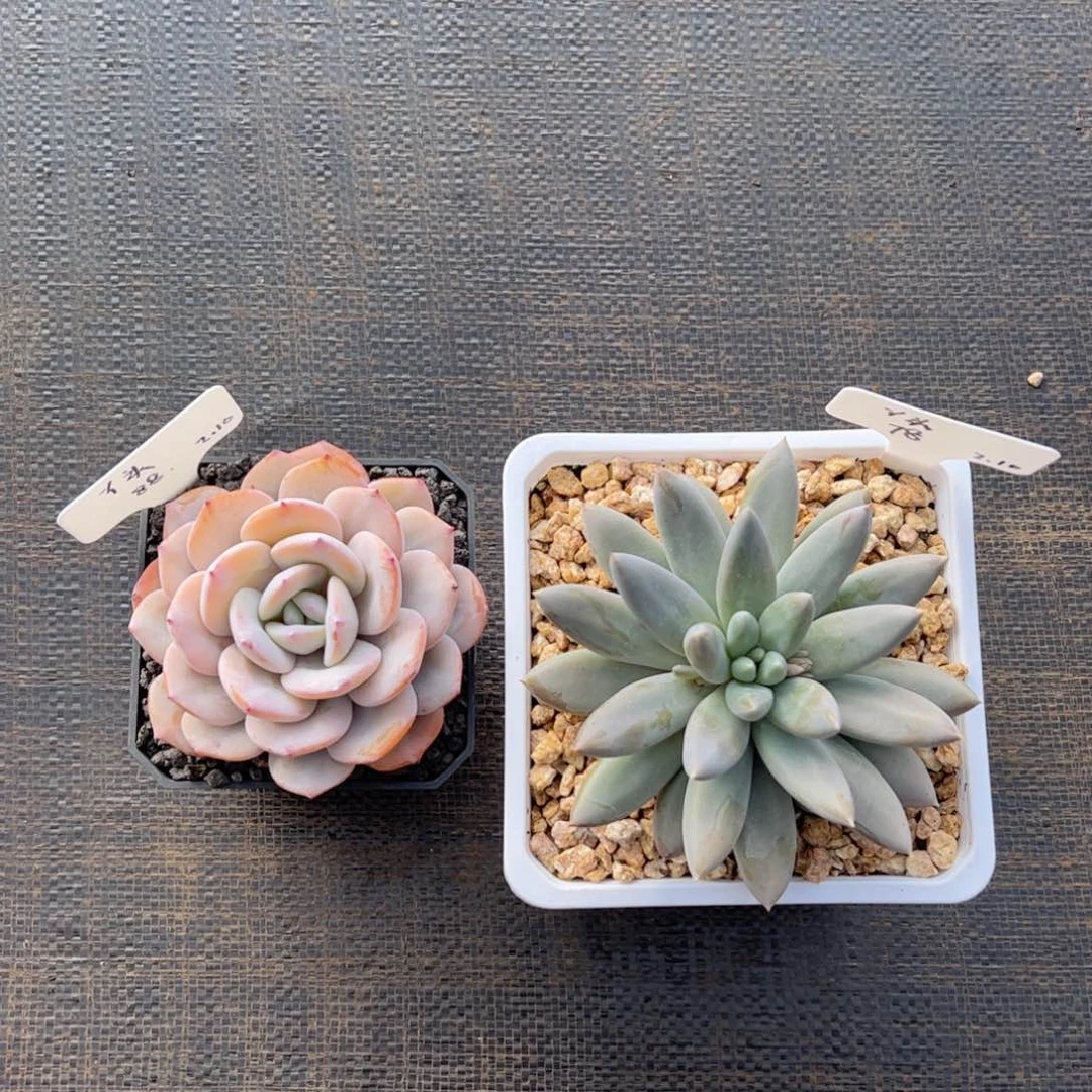 张张精品多肉丫头