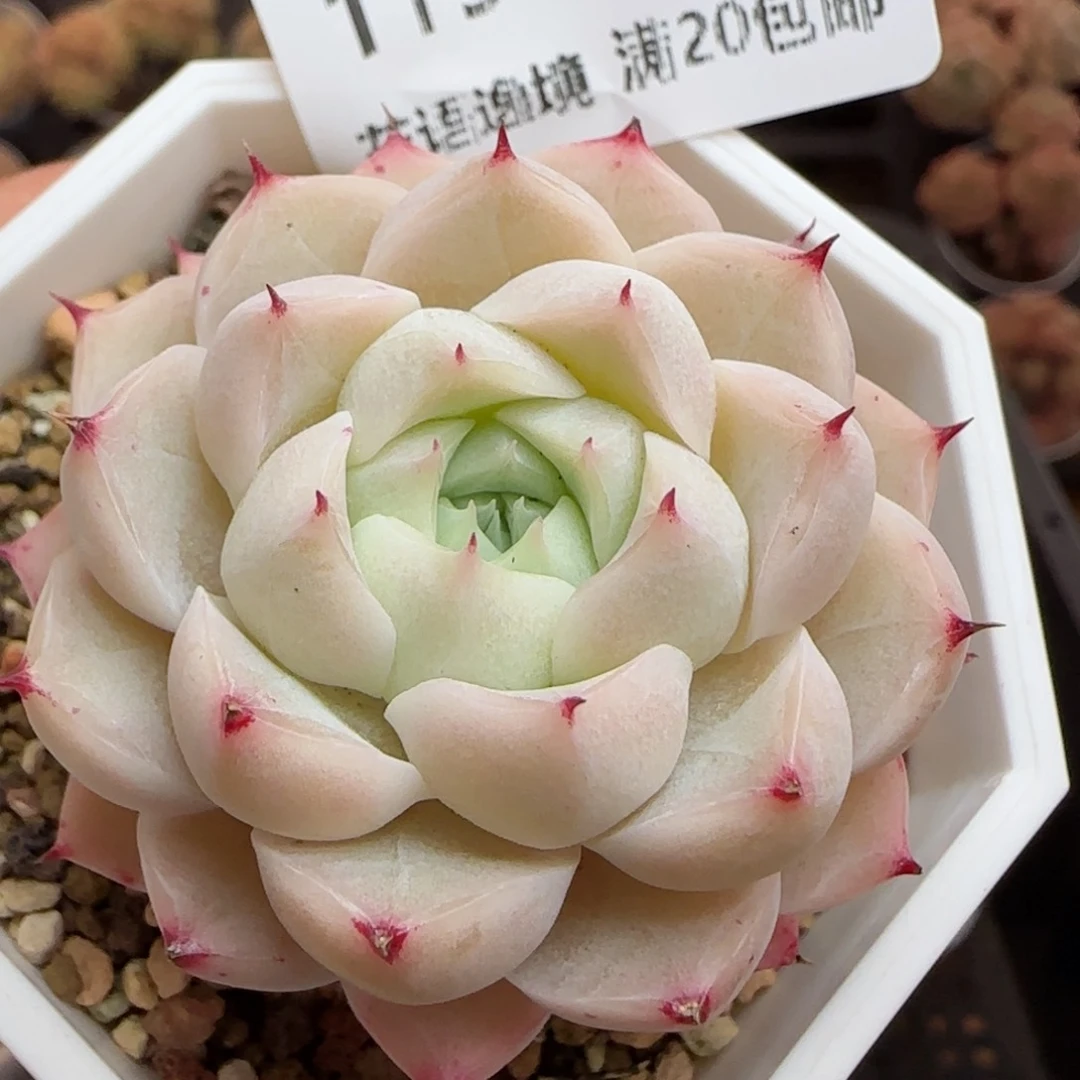 花语逸镜0311-119
