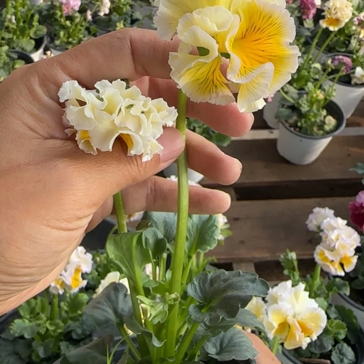 无花朵量拍角堇小苗淡黄色碎边