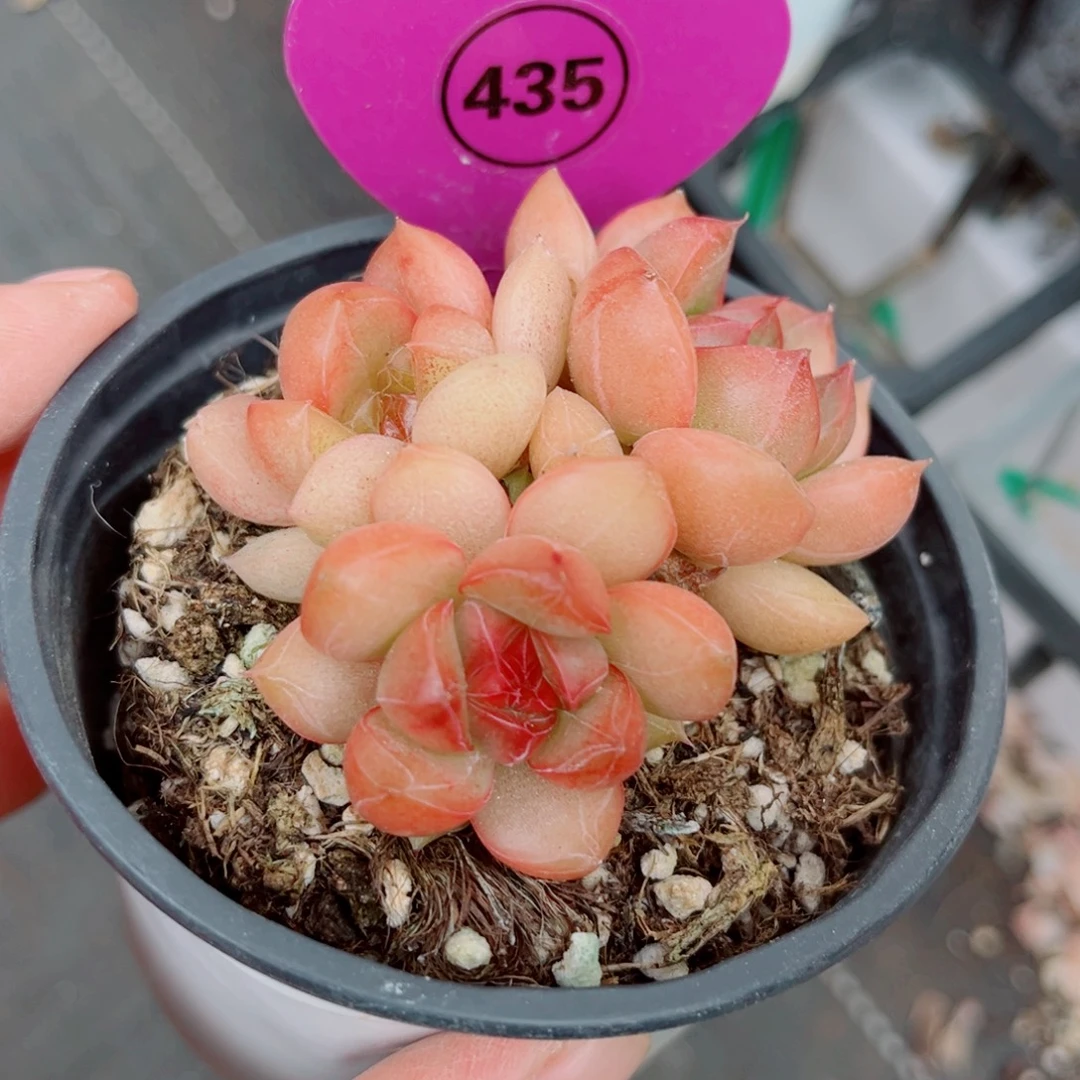 435号小老桩珍妮群