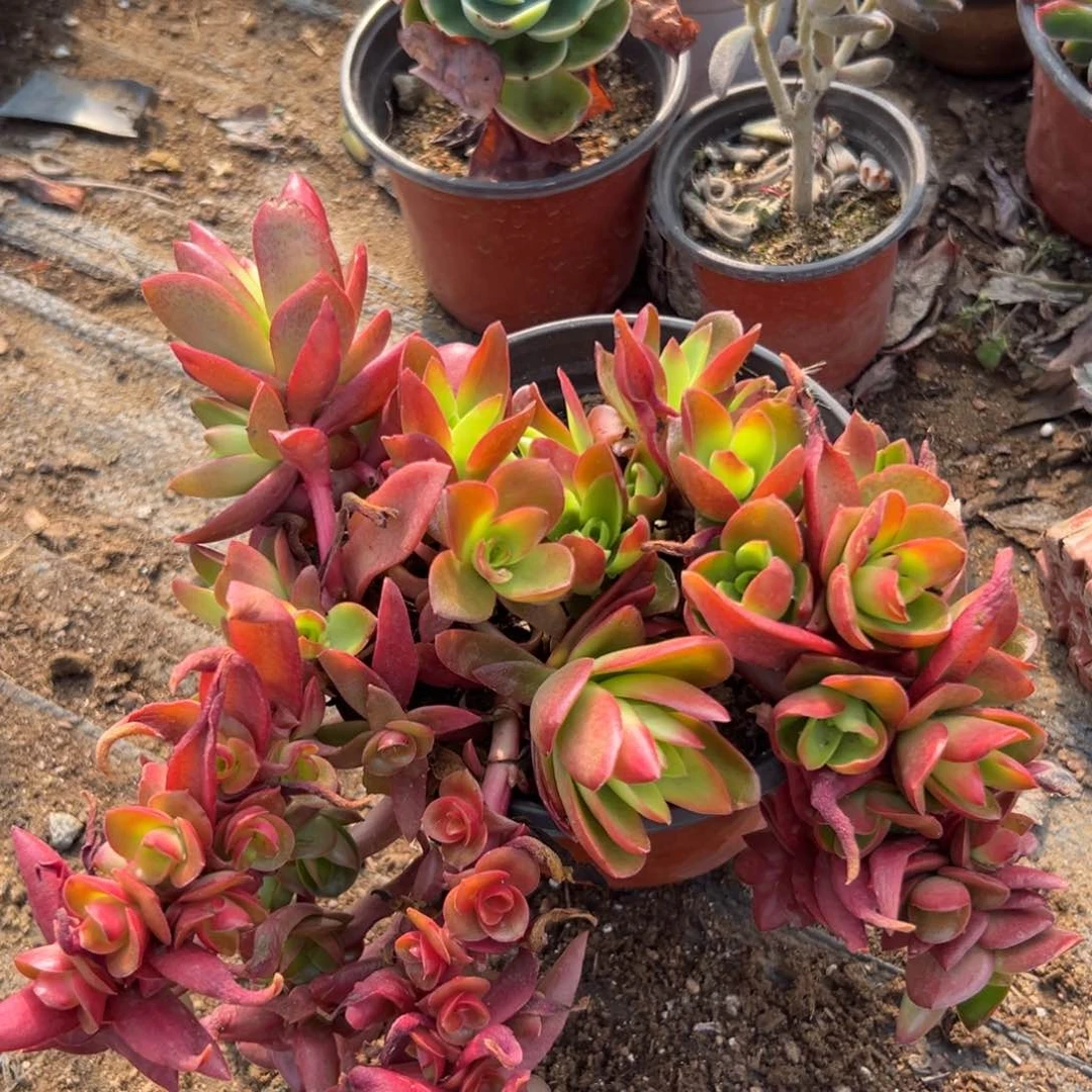 多肉植物植物中央音乐学院