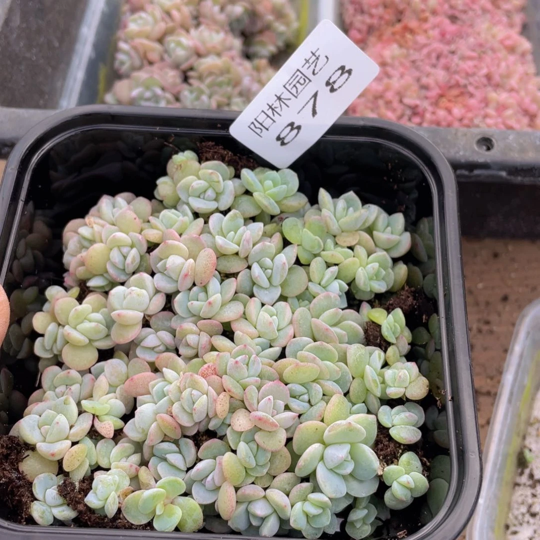 多肉植物多肉植物879