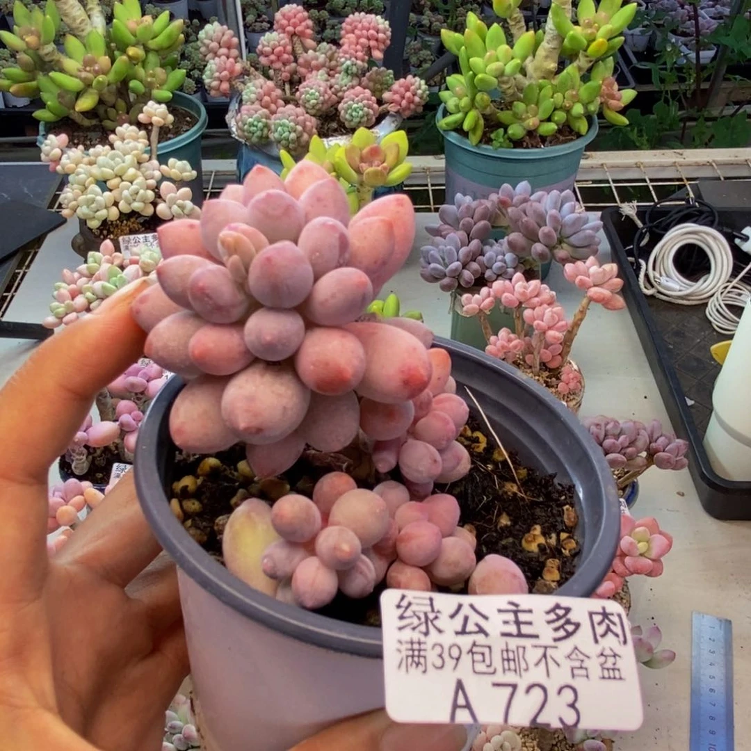 723婴儿手指多肉7c m