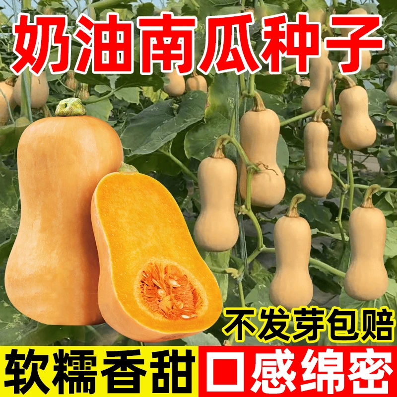 【奶油南瓜种子】四季种植高产甜糯香蜜本南瓜种籽阳台盆栽蔬菜种子