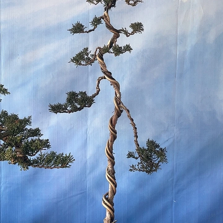 济州真柏盆景老桩