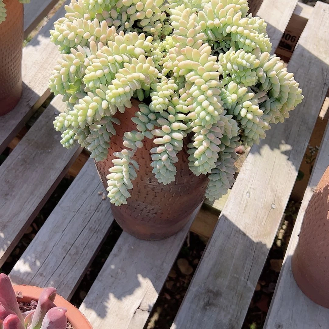 傻**雪玉坠多肉植物脱土