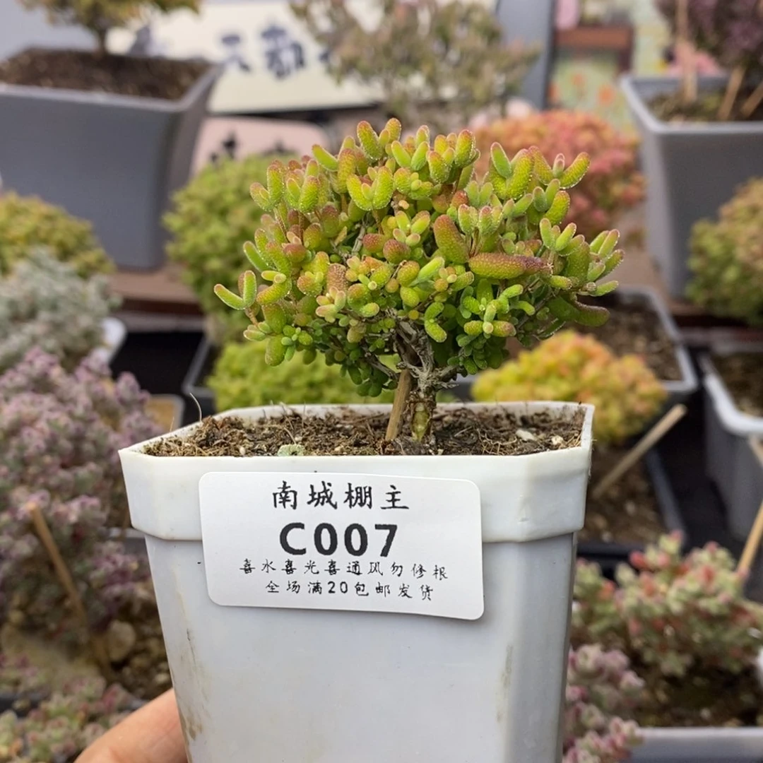 007蜜橘糖球枝干番杏