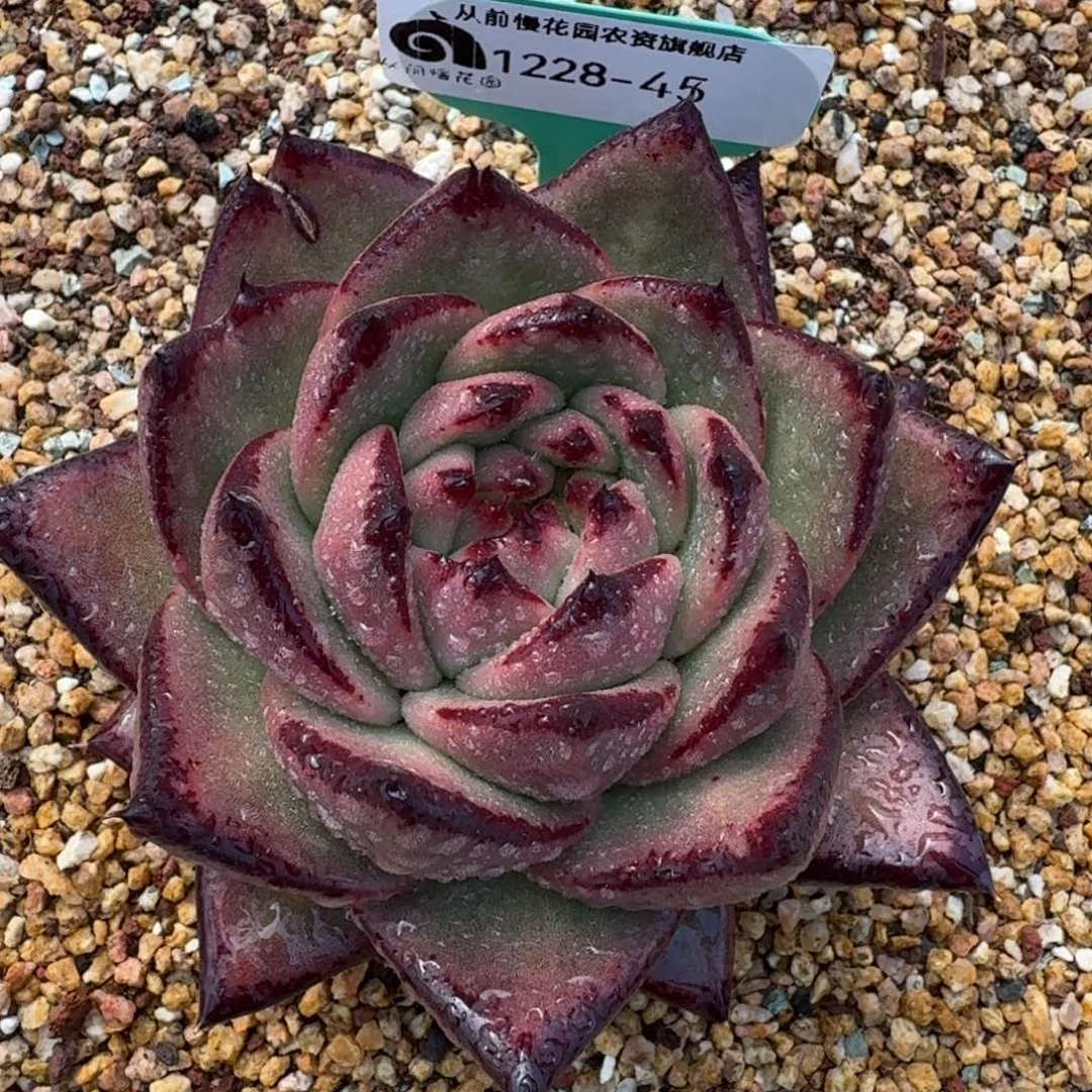 从前慢花园多肉编号1228-45