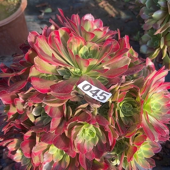 佳***6多肉植物一个红玫瑰045