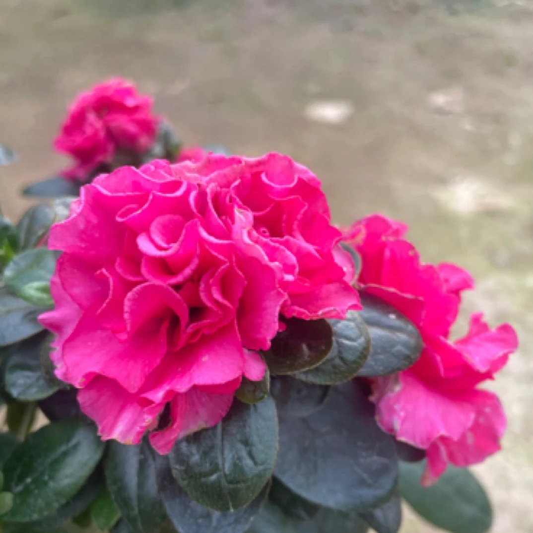 【独杆·玫红舞姬】超爆花杜鹃花 玫红 带花苞庭院阳台盆栽地栽