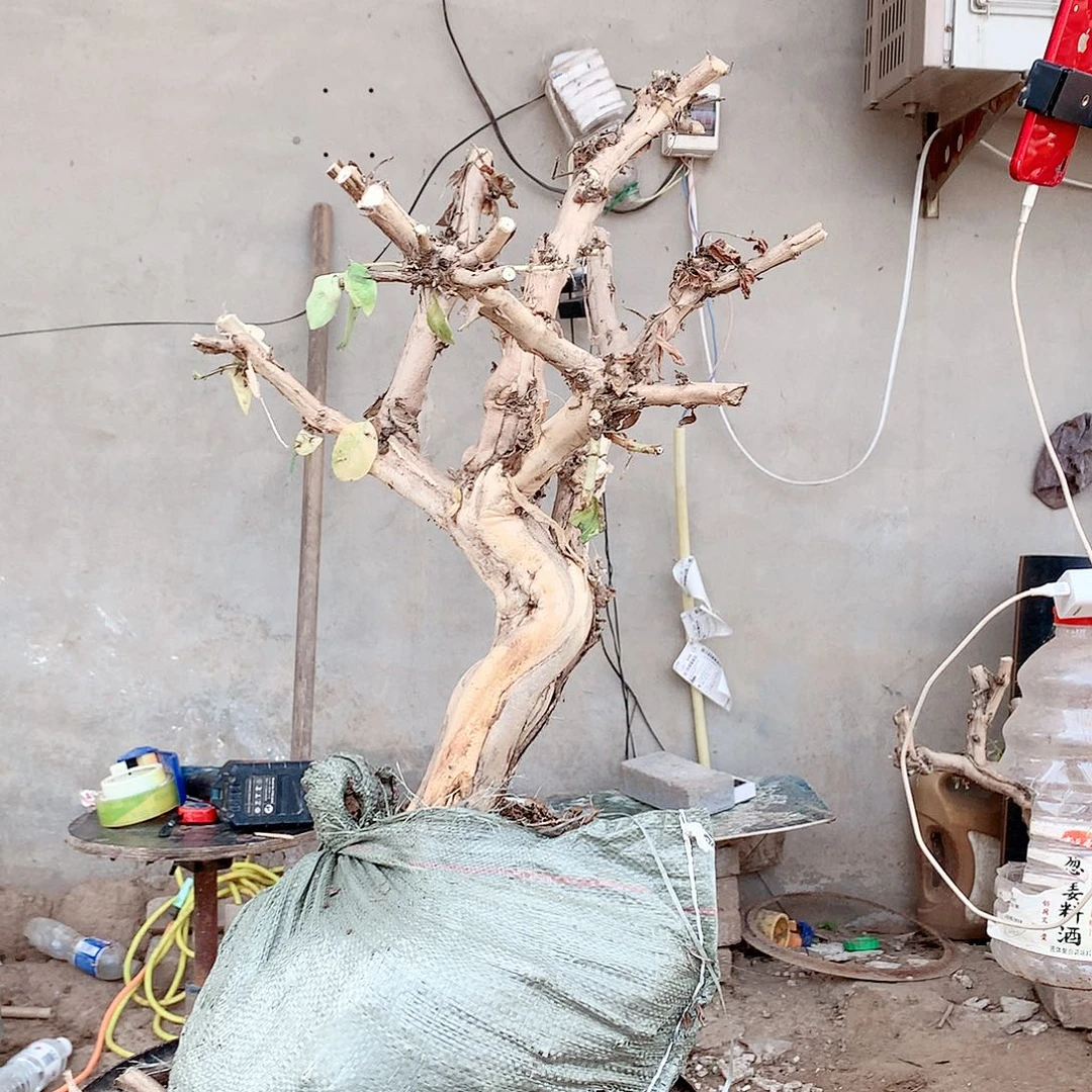 金银花145666558988988