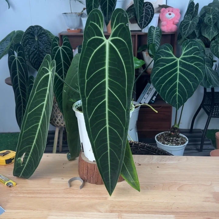 完全开放原桩进口黑窄鹤后