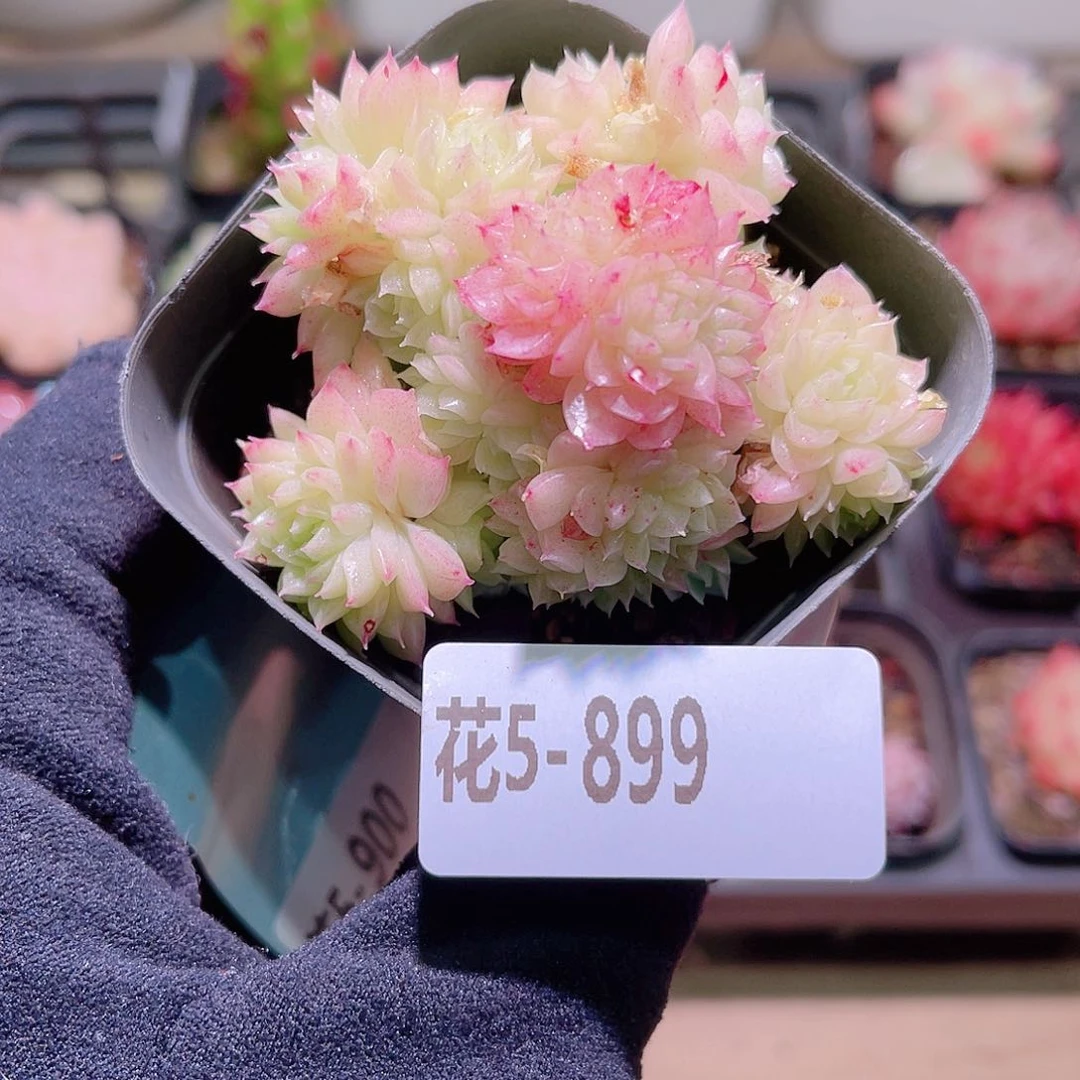 花利美5-899麦秆